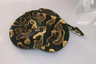 Ball Pythons kaufen und verkaufen Photo: Echni Yellowbelly 1.0/2016