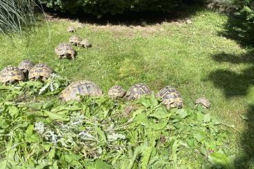 Tortoises kaufen und verkaufen Photo: Griechische Landschildröten