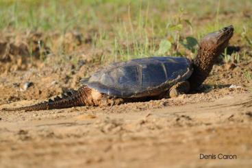 Schildkröten  kaufen und verkaufen Foto: 1.0.0 Chelydra Serpentina