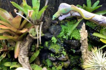 Geckos kaufen und verkaufen Foto: Phelsuma laticauda laticauda 0.6