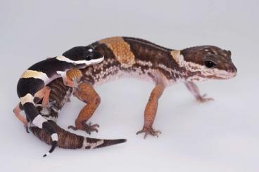 Geckos kaufen und verkaufen Foto: Eublepharis hardwickii Nachzuchten