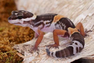Geckos kaufen und verkaufen Foto: Eublepharis hardwickii 0.1