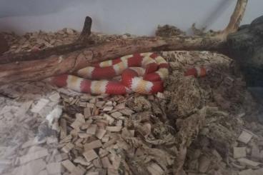 Snakes kaufen und verkaufen Photo: Verkaufe Lampropeltis triangulum hondurensis 