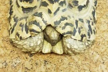 Landschildkröten kaufen und verkaufen Foto: Pantherschildkröten zum Verkauf 