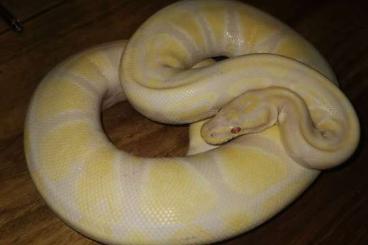 Ball Pythons kaufen und verkaufen Photo: Königspythen 1.1 Blue Eyed Leucistic poss. Ghi/Lavender