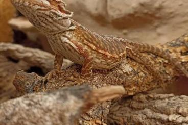 Bearded dragons kaufen und verkaufen Photo: Bartagame Mädel