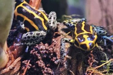 Poison dart frogs kaufen und verkaufen Photo: Ranitomeya imitator Nachzuchten 