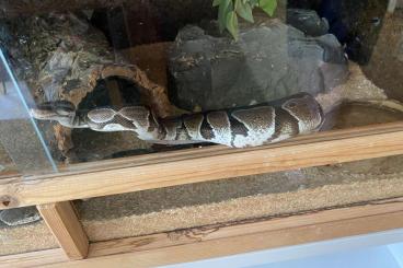 Snakes kaufen und verkaufen Photo: 2 Königsphytons inkl. Terrarium, Technik und Interieur 