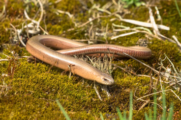 Lizards kaufen und verkaufen Photo: Suche ein Paar Blindschleichen Anguis fragilis