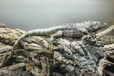Lizards kaufen und verkaufen Photo: Ctenosaura palearis abzugeben