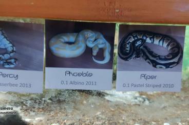 Königspythons kaufen und verkaufen Foto: 1.0 Lesserbee,0.1 Albino,0.1 Pastel Striped