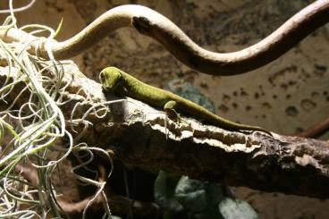Geckos kaufen und verkaufen Foto: Lygodactylus williamsi 0.3 / Himmelblauer Zwergtaggecko