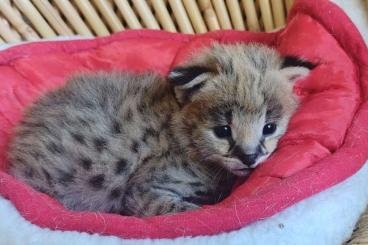 Exotic mammals kaufen und verkaufen Photo: Afrikanischer Serval kitten female 