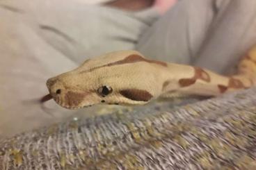 Boas kaufen und verkaufen Foto: 1.0 Boa Constrictor Imperator, Hypo, het. Albino