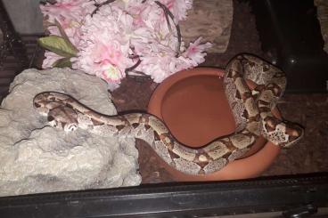 Boas kaufen und verkaufen Foto: 1.0 Boa Constrictor Imperator Hypo het. Albino, het. Anery