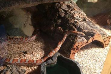 Snakes kaufen und verkaufen Photo: Kornnatter (Greyhead) ca 7Jahre