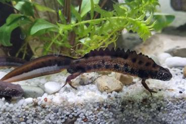 Molche kaufen und verkaufen Foto: Donau-Kammmolche/Triturus dobrogicus