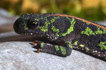 Newts kaufen und verkaufen Photo: Berg-, Marmor- und Donau-Kammmolche