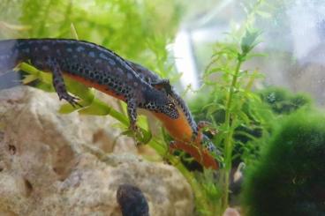 Molche kaufen und verkaufen Foto: Bergmolche/Ichthyosaura alpestris