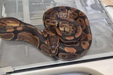 Ball Pythons kaufen und verkaufen Photo: Ball pythons for sale need gone