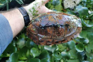 Schildkröten  kaufen und verkaufen Foto: Cuora Cyclornata et trifasciata