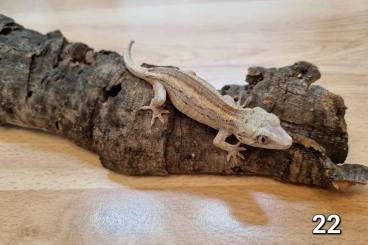 Geckos kaufen und verkaufen Foto: Gargoyle geckos - Rhacodactylus auriculatus