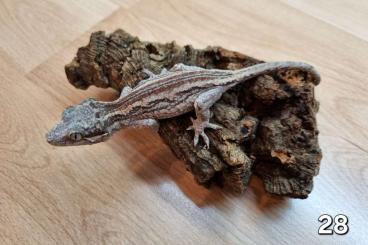 Geckos kaufen und verkaufen Photo: Gargoyle geckos - Rhacodactylus auriculatus Geckos kaufen und verkaufen Photo: Gargoyle geckos - Rhacodactylus auriculatus