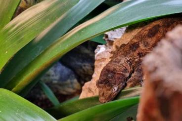 Geckos kaufen und verkaufen Photo: Mniarogekko chahoua - Male