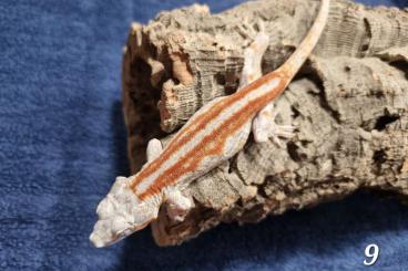 Geckos kaufen und verkaufen Photo: Gargoyle geckos - Rhacodactylus auriculatus