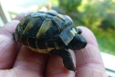 Tortoises kaufen und verkaufen Photo: Testudo Hermanni, griechische Landschildkröten NZ 2020