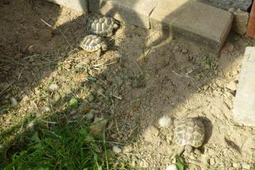 Landschildkröten kaufen und verkaufen Foto: Testudo Hermanni, griechische Landschildkröten NZ 2020