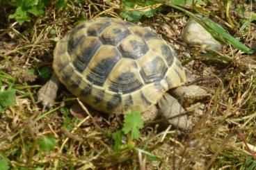 Landschildkröten kaufen und verkaufen Foto: 4 Stück griech. Landschildkröten