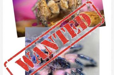 Spinnen und Skorpione kaufen und verkaufen Foto: WANTED: Jumping spiders & more UK 