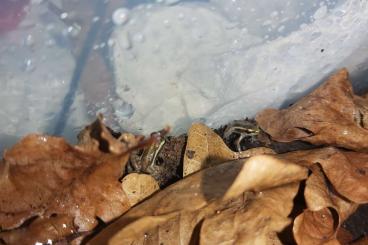 Poison dart frogs kaufen und verkaufen Photo: Epipedobates Anthonyi Nachzuchten abzugeben