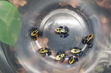 Pfeilgiftfrösche kaufen und verkaufen Foto: Dendrobates Tinctorius Brasilianer 0.0.x