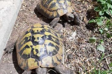 Turtles and Tortoises kaufen und verkaufen Photo: 4 griechische Landschildkröten