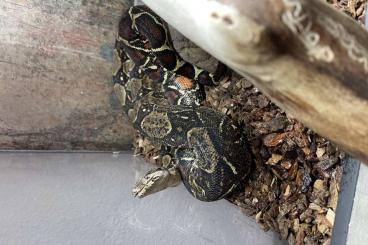 Snakes kaufen und verkaufen Photo: Boa Constrictor Imperator inkl Terrarium