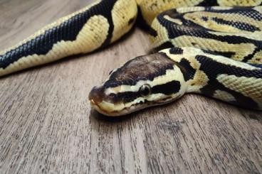 Pythons kaufen und verkaufen Photo: Königspython Pastel 0.1 zu verkaufen