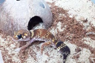 Geckos kaufen und verkaufen Foto: 1.1 Underwoodisaurus milii