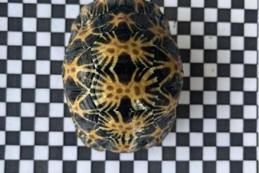 Landschildkröten kaufen und verkaufen Foto: Astrochelys radiata - Strahlenschildkröte Landschildkröten kaufen und verkaufen Foto: Astrochelys radiata - Strahlenschildkröte