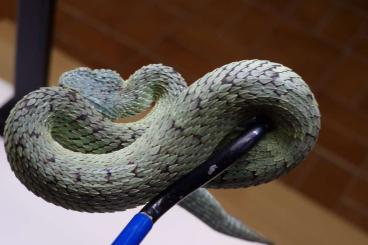Venomous snakes kaufen und verkaufen Photo: 1.0 Atheris squamigera CB21 