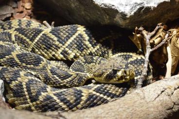 Giftschlangen kaufen und verkaufen Foto: 1.0 Crotalus adamanteus Het Albino CB18 