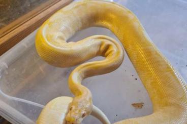 Ball Pythons kaufen und verkaufen Photo: Albino Spider Bock dnz 08/16 