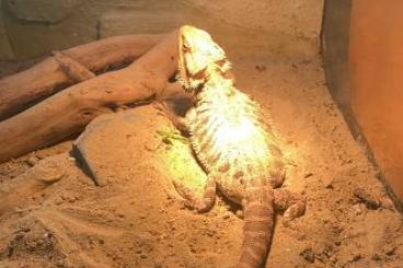 Bearded dragons kaufen und verkaufen Photo: Verkaufe Bartagame männlich