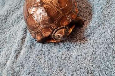 Sumpfschildkröten kaufen und verkaufen Foto: Chinesische Dreikielschildkröte Mauremys reevesii zu verkaufen