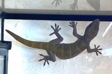 Geckos kaufen und verkaufen Foto: Vietnam Goldgecko              