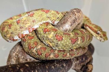 Snakes kaufen und verkaufen Photo: Crotalus pyrrhus, Bothriechis schlgeli for Houten Snakes kaufen und verkaufen Photo: Crotalus pyrrhus, Bothriechis schlgeli for Houten