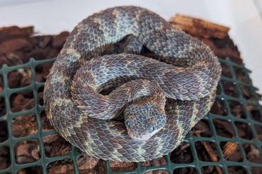 Schlangen kaufen und verkaufen Foto: For Houten,Atheris squamigera Cb 01/25 Schlangen kaufen und verkaufen Foto: For Houten,Atheris squamigera Cb 01/25