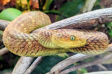 Schlangen kaufen und verkaufen Foto: Atheris squamigera, red, Breeder female Schlangen kaufen und verkaufen Foto: Atheris squamigera, red, Breeder female