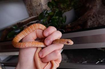 Schlangen kaufen und verkaufen Foto: Ptyas mucosa (albino t+) cb2023